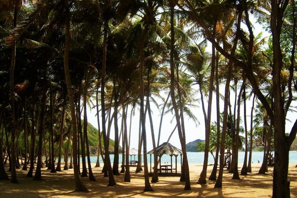 Plage de Guadeloupe Une palmeraie sur la plage de Gueadeloupe