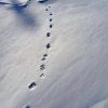 Par Loup Mercantour