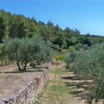 Oliviers et restanques - Sud de la France - Lubéron