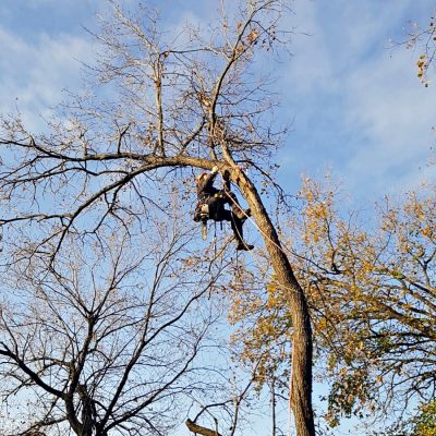 Travaux acrobatiques dans un arbre