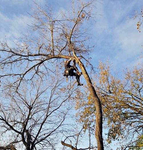 Travaux acrobatiques dans un arbre