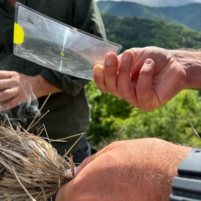 Techniques de survie